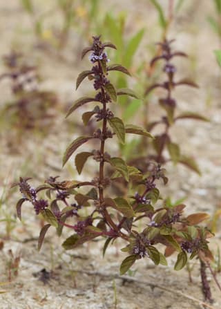 Field Mint