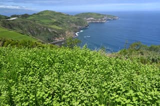 Menta de piña