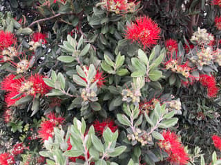 Pohutukawa