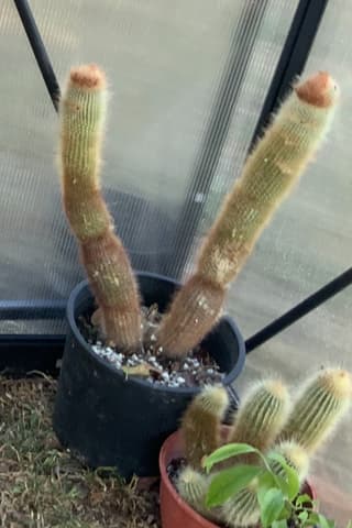 Cacto candelabro