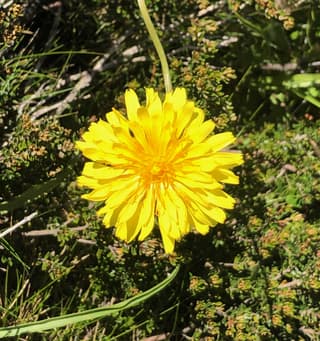 Microseris kopinatá