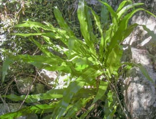 Samambaia Fishtail