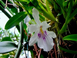 Miltonia Orchid (genus)