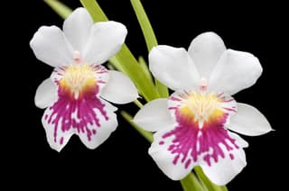 Pansy Orchid