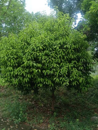 Spanish Cherry