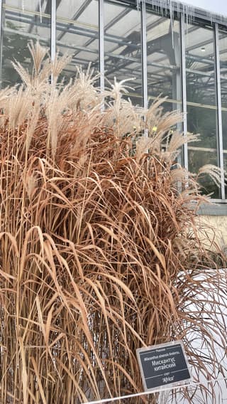 Chinese Silver Grass