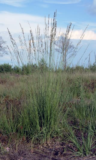 Molinia