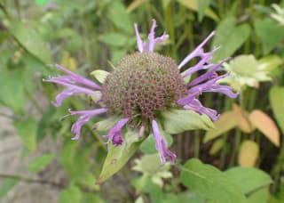 Scarlet Bee Balm