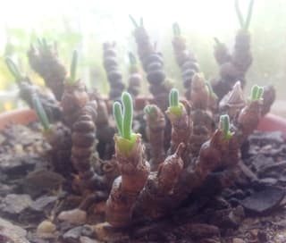 Planta orejas de conejo