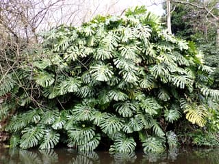 Swiss Cheese Plant
