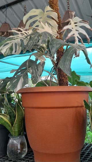 Monstera Albo
