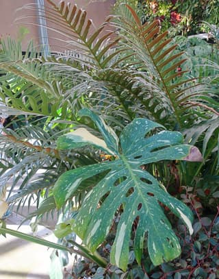Monstera Thai Constellation