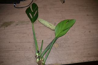 Monstera Peru
