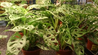 Swiss Cheese Vine