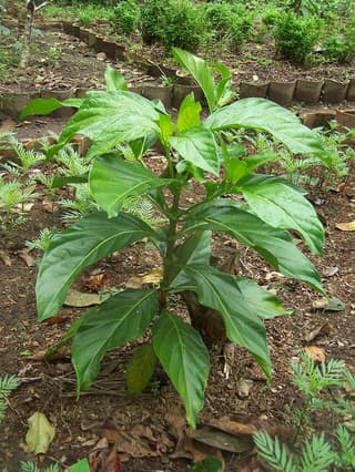 Noni