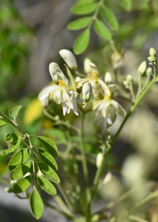 Moringa