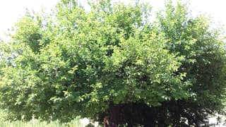 White mulberry