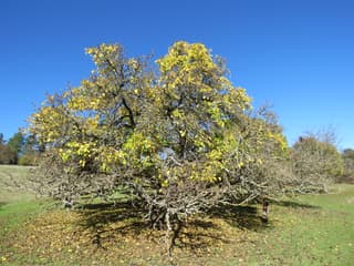 Black Mulberry