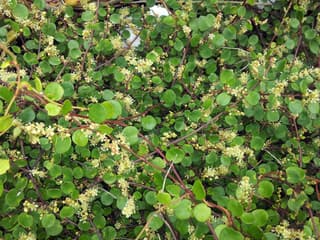 Wire Vine
