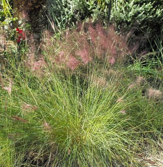 Pasto rosado Muhly