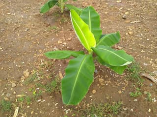 Banaani
