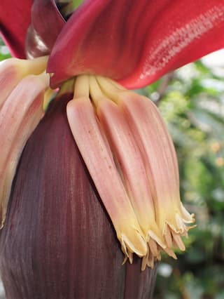 Wild Banana