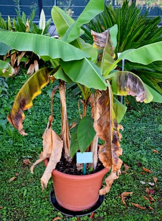 Bananeira-do-Japão