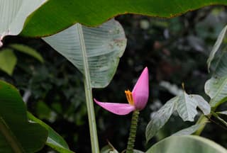 Platanero ornamental
