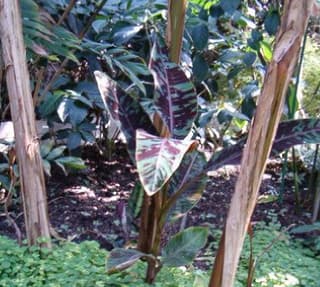 Blodbanan