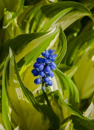 Grape Hyacinth (genus)