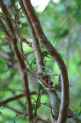jaboticaba