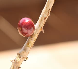 Brazilian Grapetree