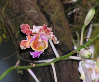Cow Horn Orchid