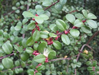 Mirto africano