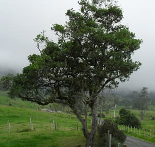 Capororoca
