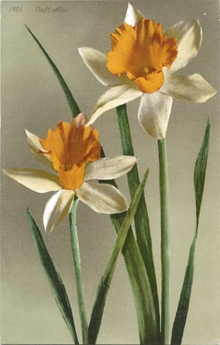 Daffodil