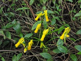 Narciso-de-pétalas-reflexas