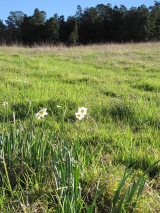 Paperwhite Narcissus