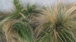 Estipa