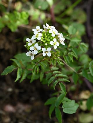 Witte waterkers