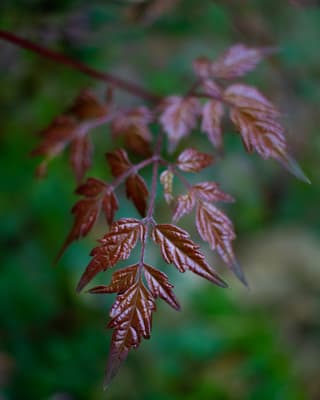 Peppervine