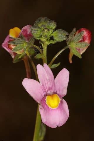 Mauve Nemesia