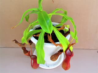 Planta-jarra-comum