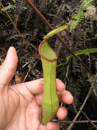 Jarro-de-macaco Neglecta