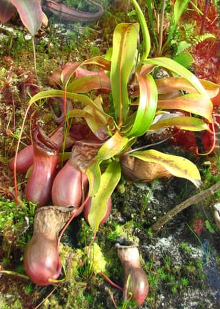Jarro-de-macaco Ventricosa