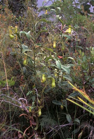 Planta-jarro-da-nova-caledônia