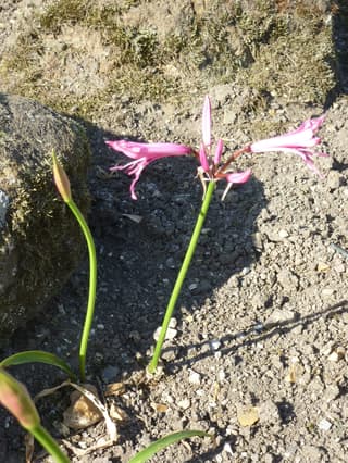 Nerine Bowdenova