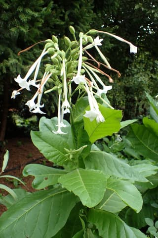 Tabaco-silvestre