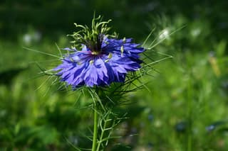 Nigela
