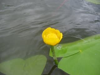 Nenúfar amarillo